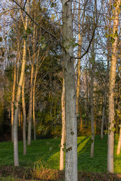 Poplar forest in autumn in italy - Foto, Imagen