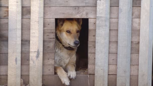 Perro de raza mixta en la cabina en el patio
 - Imágenes, Vídeo