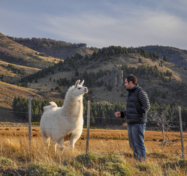 young man watching a patagonian Llama - Photo, Image