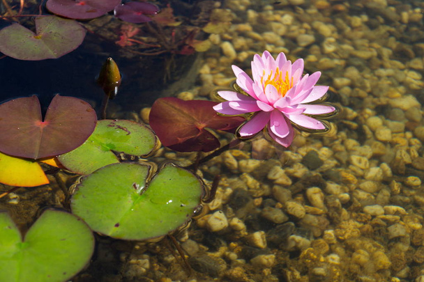 Lindas plantas de lírio de água usadas na piscina natural para filtrar e purificar a água sem produtos químicos
 - Foto, Imagem