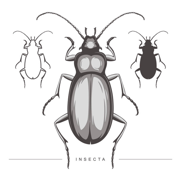 Ilustración vectorial de escarabajo aislado. Escarabajo grande
 - Vector, Imagen