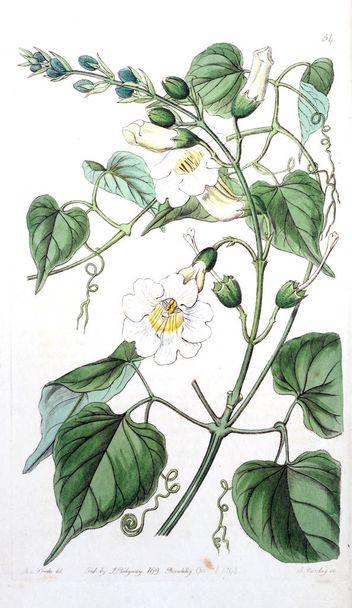Illustratie van een plant. Oude beeld - Foto, afbeelding