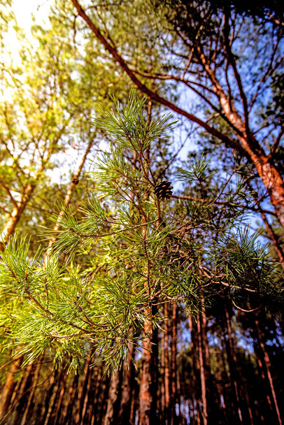 Scots pine, young, green shoots in spring - Photo, Image
