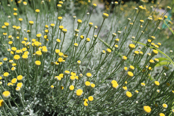 Santolina pile of little yellow flowers on green legs - Photo, Image