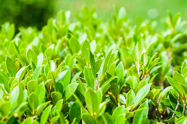 close up of green boxwood leaves at daytime - Foto, Imagen