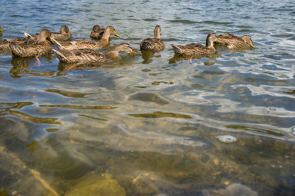 bandada de ánades reales hembras nadando en un lago de verano - Foto, Imagen
