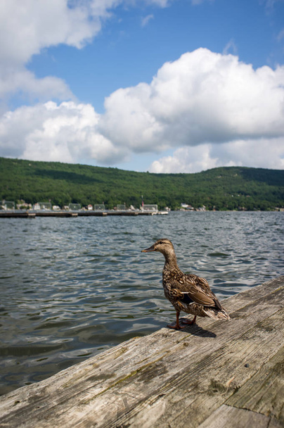 Pato real hembra de pie en el muelle en un lago de verano
 - Foto, Imagen
