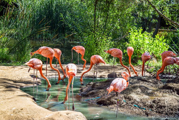 Beaux oiseaux de flamants roses debout dans l'étang d'eau au zoo de la ville
 - Photo, image