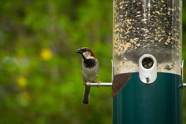 Moineau domestique mâle mangeant de la mangeoire à oiseaux suspendue
 - Photo, image