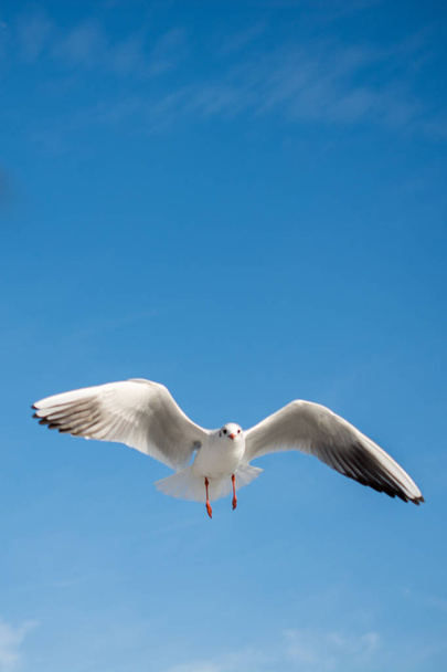 Gaivota única voando em um fundo azul céu - Foto, Imagem