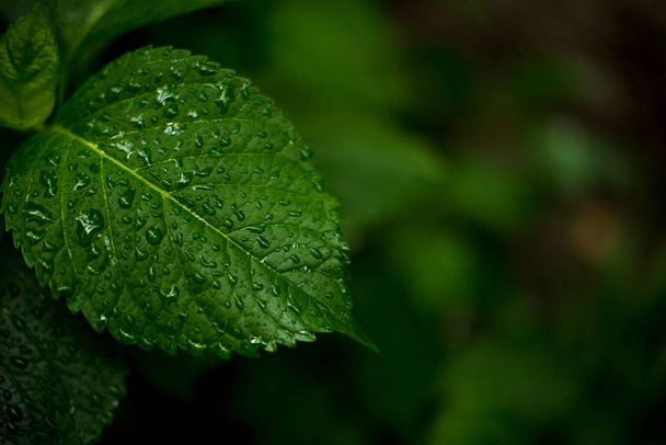 Foglie verdi di ortensia. gocce d'acqua sulle foglie. banco da lavoro pioggia per un biglietto da visita
 - Foto, immagini
