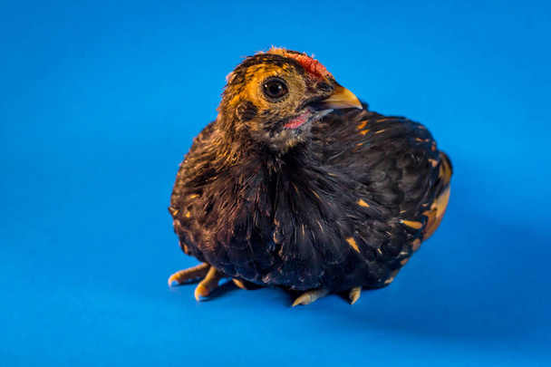 Young adolescent bantam gold Wyandotte chicken rooster portrait - Photo, Image