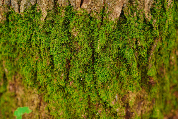 Közelről textúra egy régi fa kéreg zöld moha. - Fotó, kép
