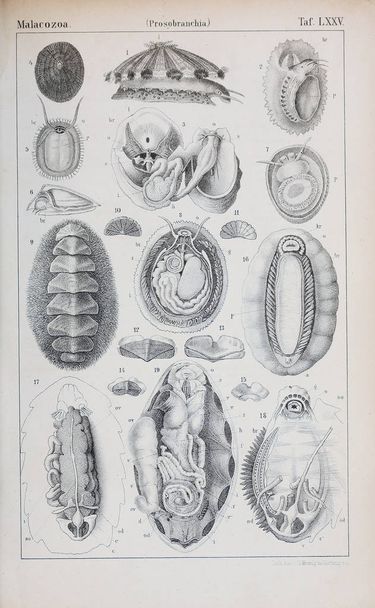 Illustration of animal. Old image - Zdjęcie, obraz