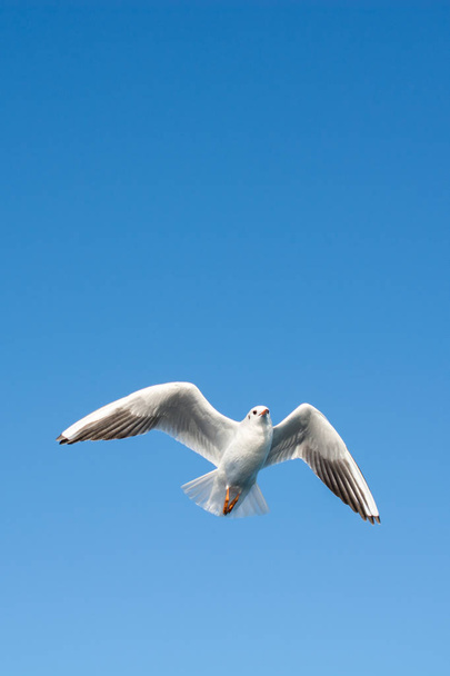Gaivota única voando em um fundo azul céu - Foto, Imagem