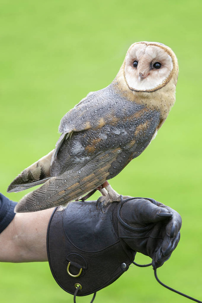A Rescued Barn Owl Perched on a Falconry Glove - Photo, Image