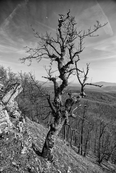 Tree without leaves in forest. Black and white photography - Photo, Image