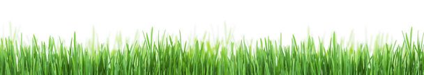 Texture abstraite de bordure d'herbe d'été ensoleillée. Isolé sur fond blanc
 - Photo, image