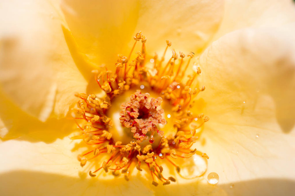 Kleurrijke verse roos deels in het close-up zicht - Foto, afbeelding