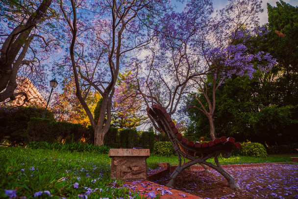 Kwitnących drzew Jacaranda w parku Vivieros w pre godzin. Valencia, Hiszpania - Zdjęcie, obraz
