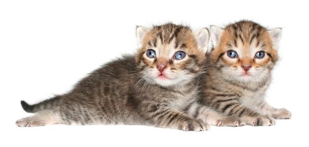 kittens - Photo, Image