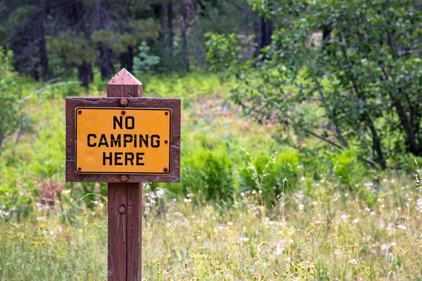 wood sign post with text No Camping Here in forest field  - Photo, Image