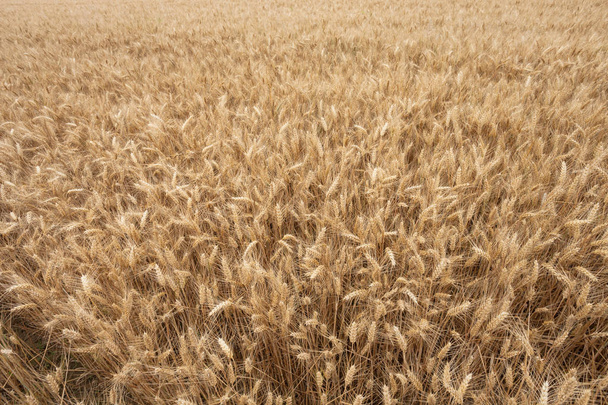 fechar em orelhas de trigo maduro no tempo de colheita
 - Foto, Imagem
