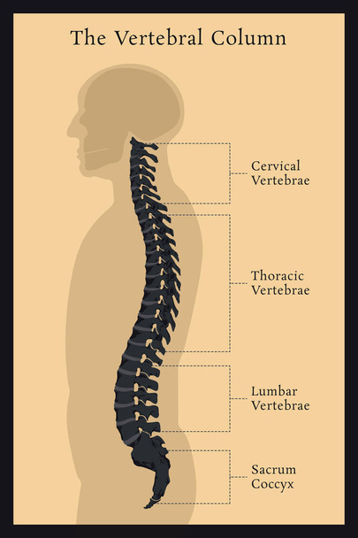 Columna vertebral. All Vertebrae Cervical Thoracic Lumbar Sacral and Coccygeal. Ciencias Médicas Educación Cuerpo humano Anatomía Infografía
 - Vector, imagen