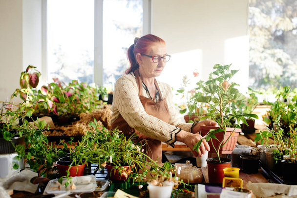 florist holding pot with plant in hands while standing in sunlit room  - Фото, зображення