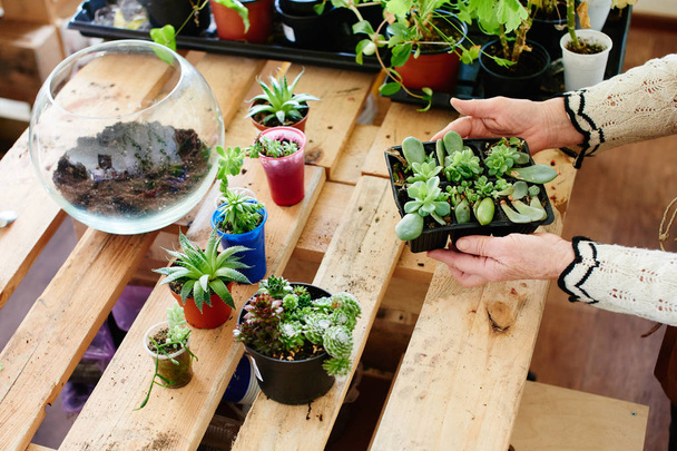 female hands holding pot with small sprouts over collection of plants  - Foto, Bild