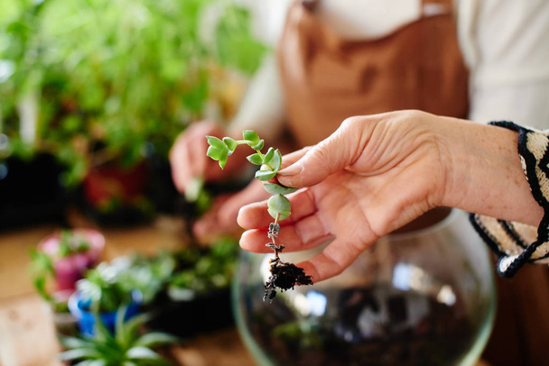 florista feminina na mão segurando pequena planta, conceito de passatempo feminino
  - Foto, Imagem