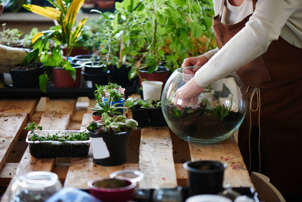 Woman nerd florist making mini terrarium with house plants, female hobby concept, close-up   - Foto, imagen