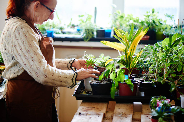 woman nerd florist caring for plants, female hobby concept  - Fotografie, Obrázek
