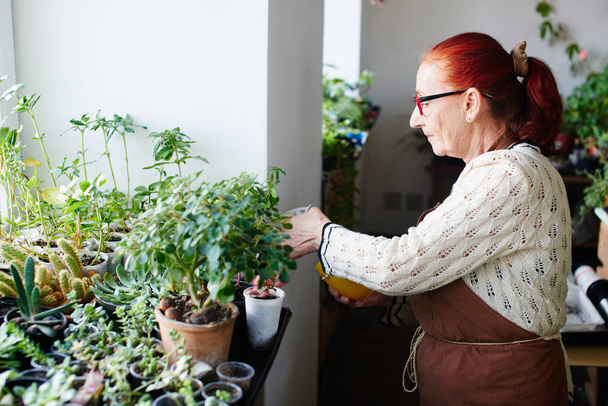 grower spraying potted plants in house  - Fotografie, Obrázek