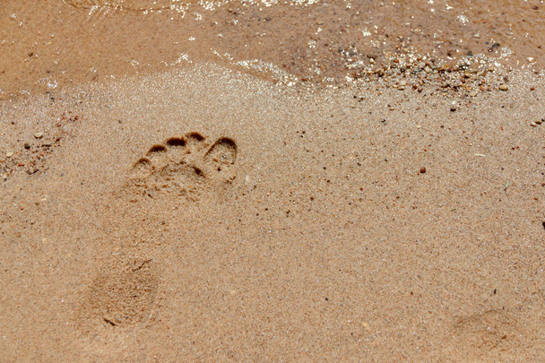 Πατημασιές στην άμμο κοντά στην ακτή σε ένα καλοκαίρι ταξίδι ή στις διακοπές - Φωτογραφία, εικόνα
