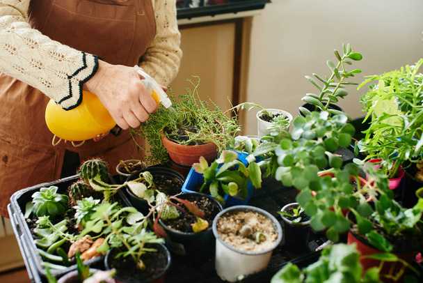Woman taking care of home plants and flowers, female hobby concept  - Photo, Image