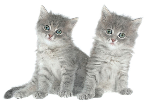 két kis cica ülő elszigetelt. - Fotó, kép