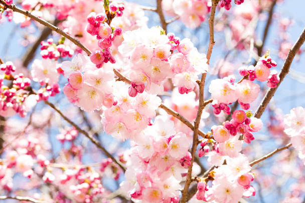 Fleur de cerisier rose, beaux capitules sur arbre fruitier
 - Photo, image
