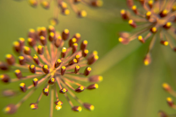 Буг на квітку кропу крупним планом в саду
 - Фото, зображення