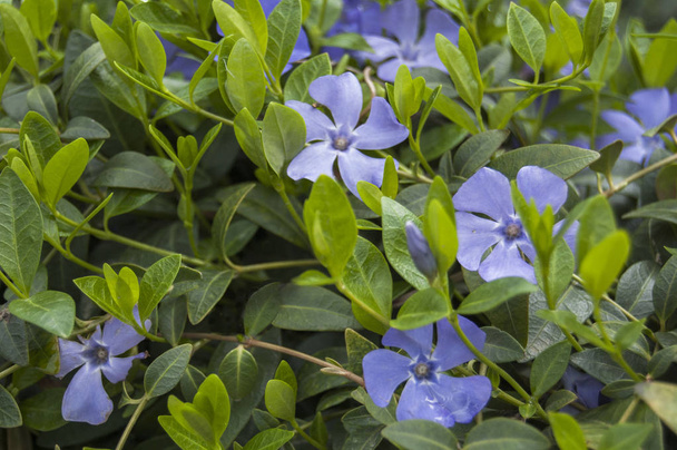 Fond vert pervenche, fleurs bleues au printemps
  - Photo, image