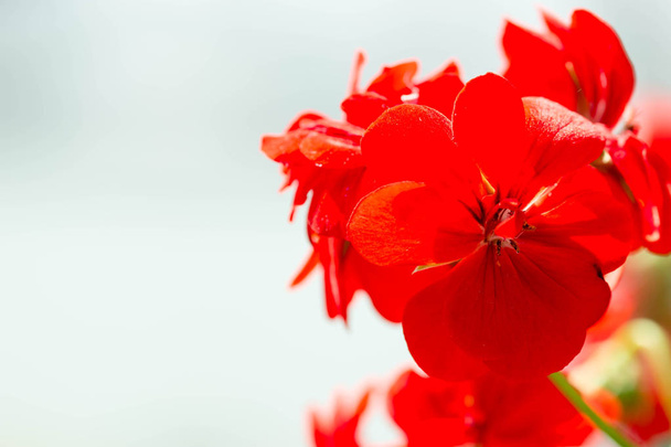 Horizontal full lenght blurry shot of red flowers with soft  blurry green background image with some space for text - Photo, Image