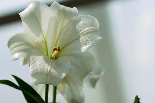Fotografía borrosa horizontal de longitud completa de blanco y flores con una imagen de fondo borrosa suave con un poco de espacio para el texto
 - Foto, Imagen