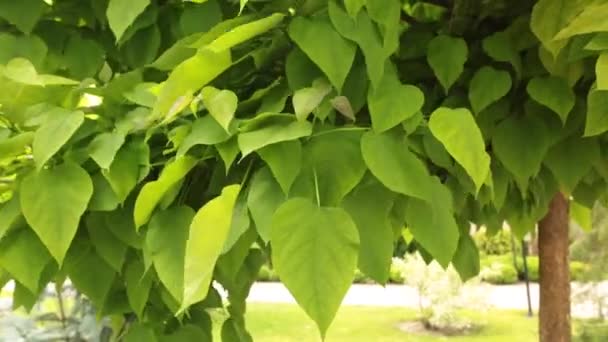 Νέοι catalpa δέντρο με φύλλα ήλιος ανάβει. - Πλάνα, βίντεο