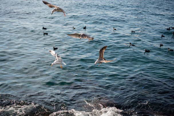 lokit lentävät taivaalla meren yllä - Valokuva, kuva