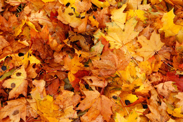 Падіння кленового листя в осінніх кольорах
. - Фото, зображення