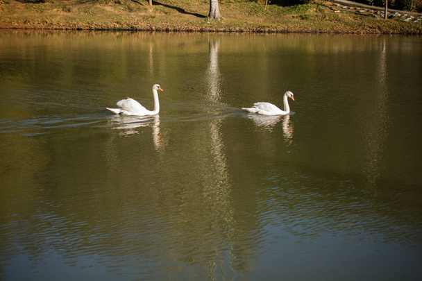 Lonely swans live in the natural environment - Photo, Image