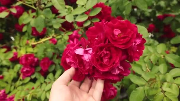Το χέρι ενός άνδρα κρατά όμορφα κόκκινα τριαντάφυλλα στον κήπο. - Πλάνα, βίντεο