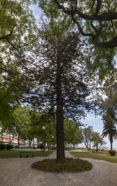 Beautiful view of the relaxing Park Patrao Joaquim Lopes on Olhao city, Portugal. - Valokuva, kuva