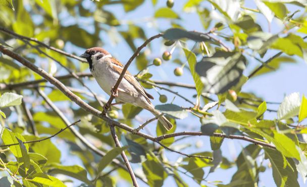 Birds. Bird-watching. Passer montanus. ornithologist - Photo, Image