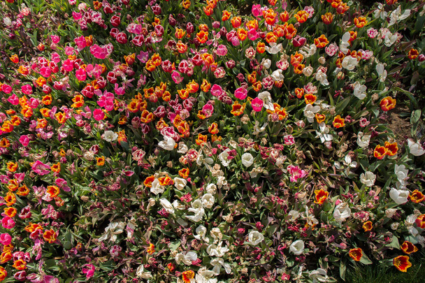 Bloeiende kleurrijke tulp bloemen in de tuin als bloemen achtergrond - Foto, afbeelding